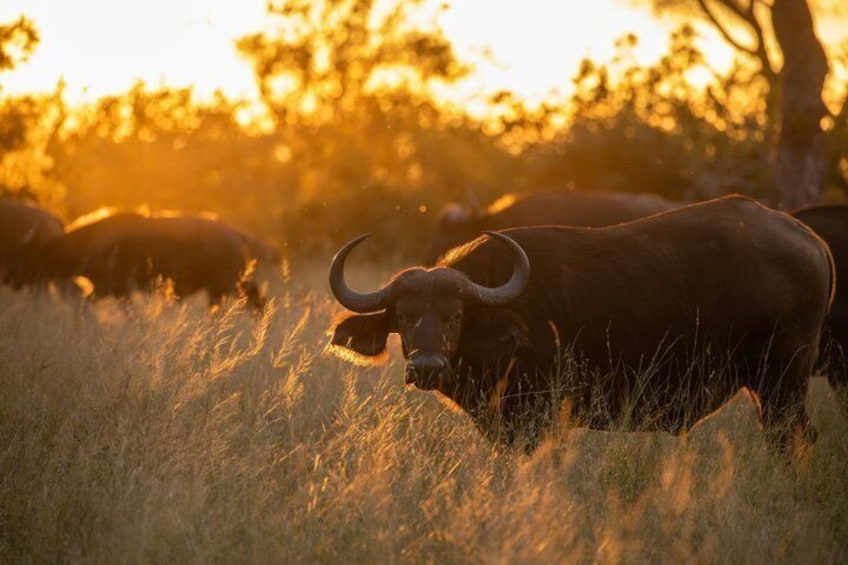 A buffalo grazing in a field with trees in the background during sunset. 2
