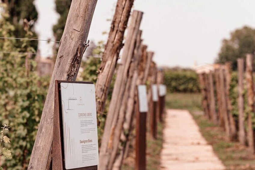 Sensorial Journey of Wine Flavors at Casa Paladin Winery 1
