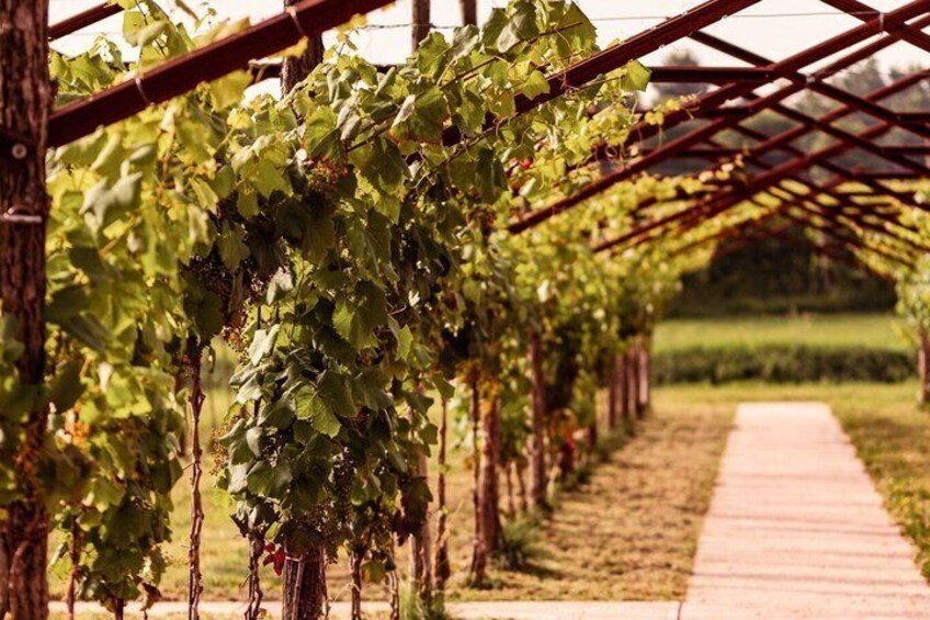 Sensorial Journey of Wine Flavors at Casa Paladin Winery 5