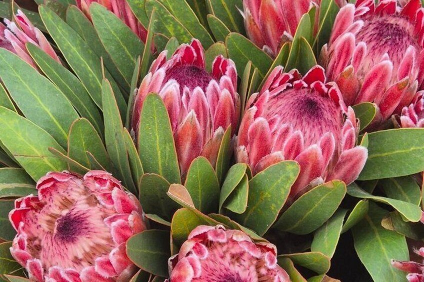 Kalk Bay Rail tour 3