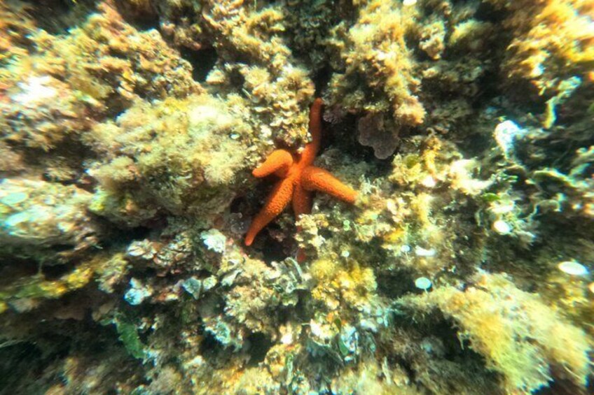 Private boat and snorkeling tour in Saint Cyr sur Mer 5