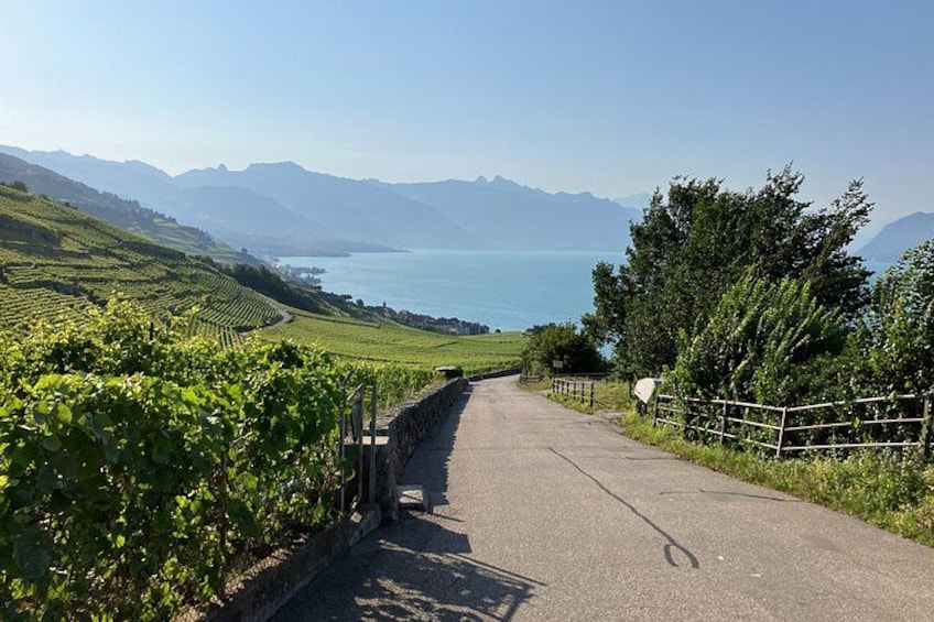 A vineyard road with rows of grapevines, a fence, and a view of the sea and mountains in the distance. 1