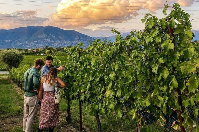 Tasting with winery visit in the heart of Franciacorta 1