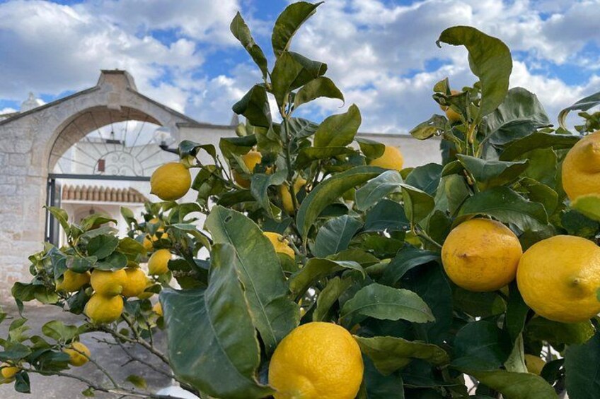 lemon tree 4