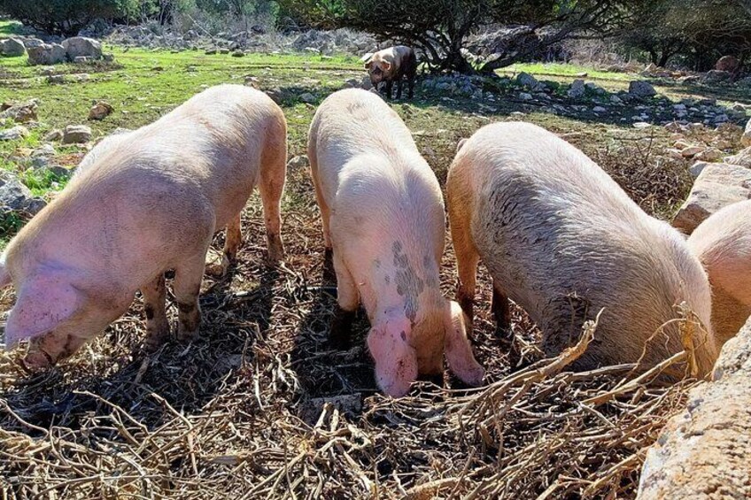 Un grupo de cerdos buscando alimento en heno en un campo con rocas y vegetación escasa al fondo. 2