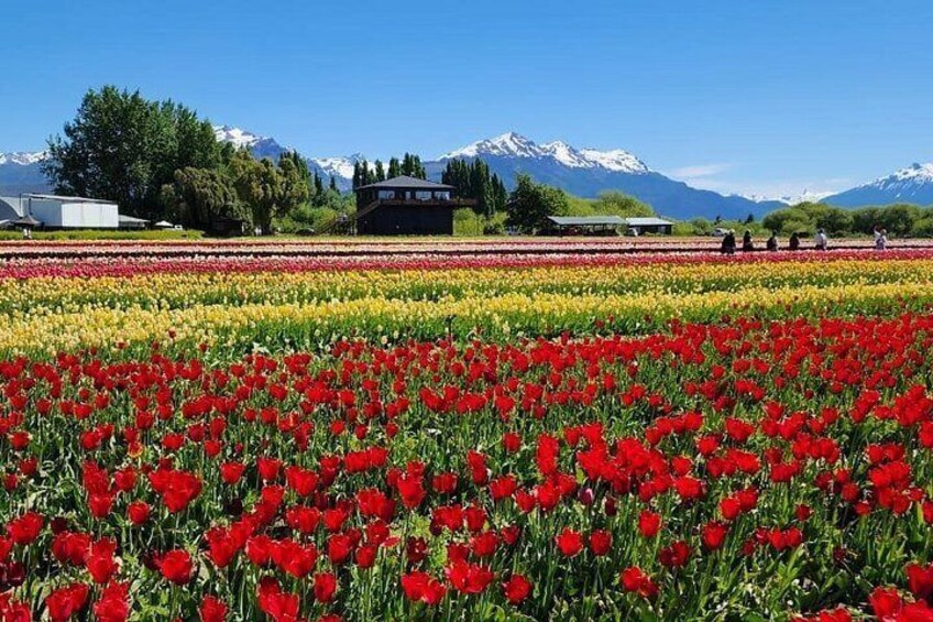 A field of red tulips with a mountain range in the background. 1