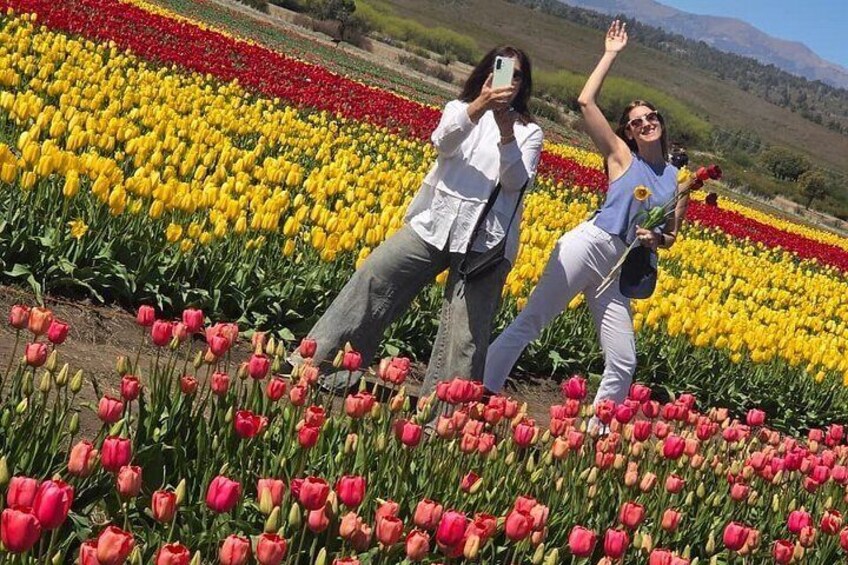 A field of tulips with people taking photos. 4