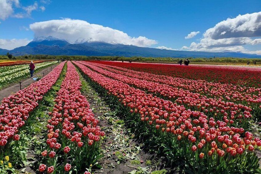 A tulip field with rows of red tulips, a person walking, and a mountain in the background. 3
