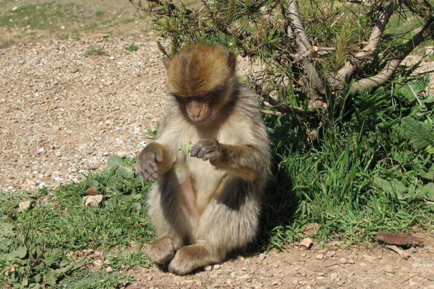A monkey sitting on the ground near some greenery. 4