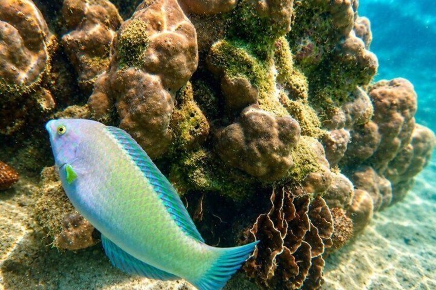 Koh Talu Half-Day Snorkeling Tour with Lunch from Hua Hin 4