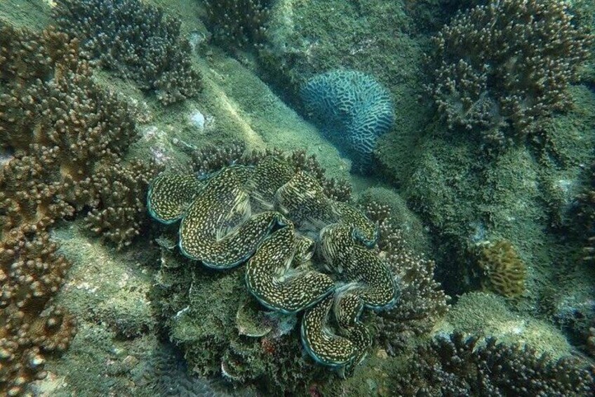 Koh Talu Half-Day Snorkeling Tour with Lunch from Hua Hin 3