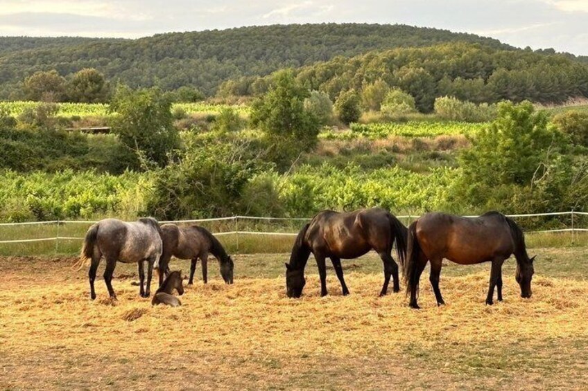 Equine Alchemy, Winery Visit and Wine Tasting in Penedès 5