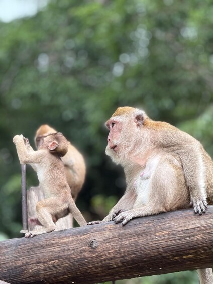 Picture 10 for Activity Khao Lak : Khao sok bamboo raft,viewpoint,Monkey Cave Temple 3