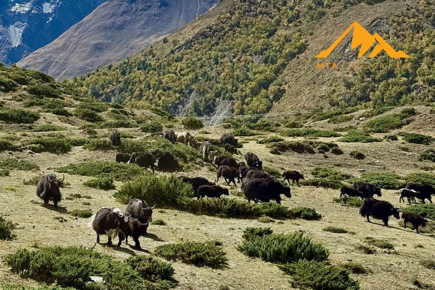 Picture 4 for Activity Kathmandu: 9-Day Annapurna Circuit Trek via Thorong La Pass 4