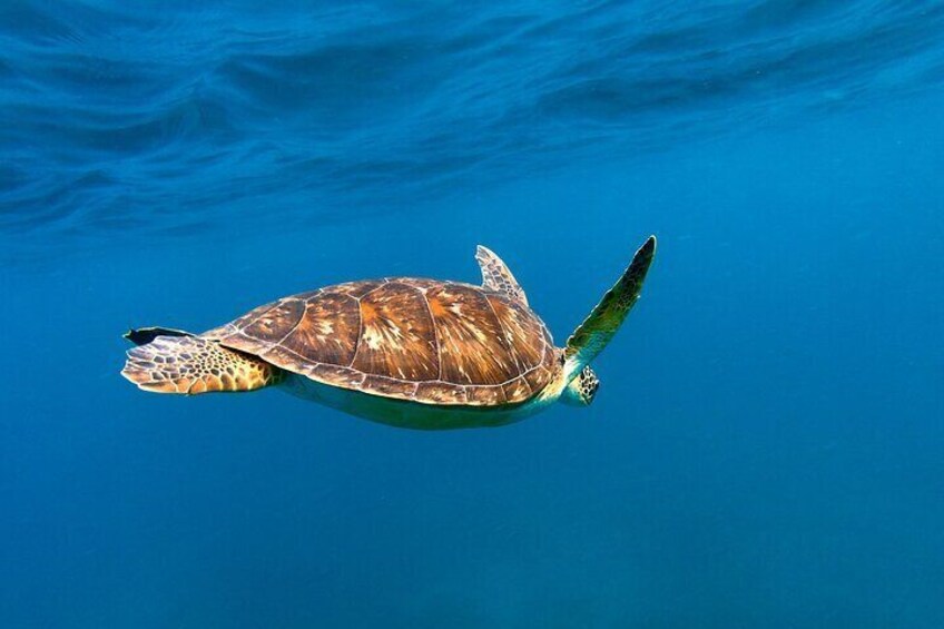 Waikiki Sunset Swim Adventure Private Boat Cruise 2