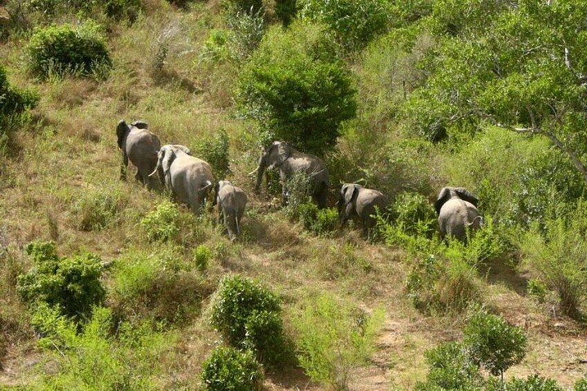 A herd of elephants in a grassy, hilly landscape. 4