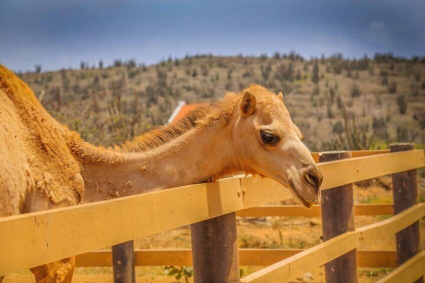Philip's Animal Garden: Explore Aruba Wildlife 4