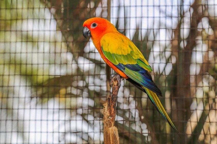 A parrot perched on a branch. 3