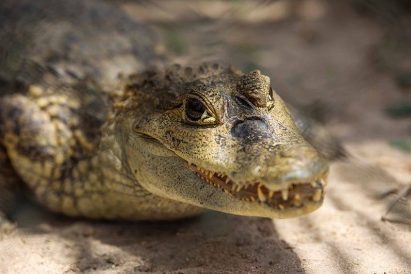 A close-up of a reptile with textured skin and visible scales. 2