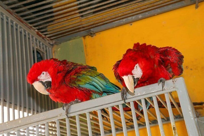 Two red parrots perched on a metal railing. 5