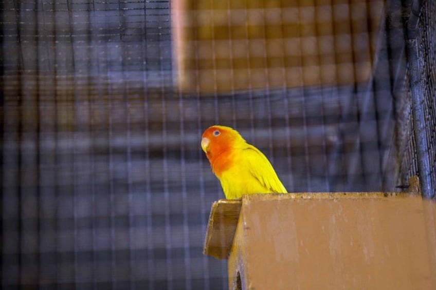 A bird perched on a wooden structure. 3