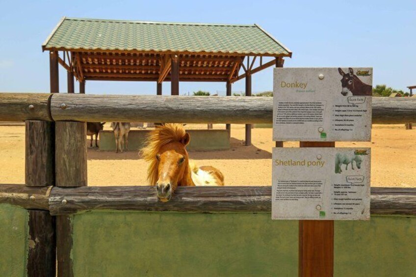 Explore Aruba Wildlife at Philip's Animal Garden 5