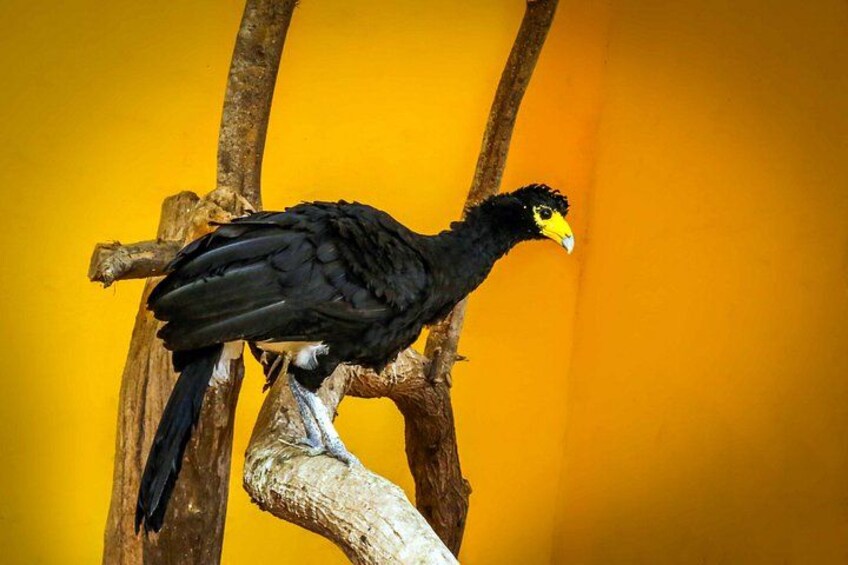 A bird perched on a branch. 5