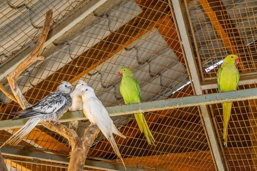 Birds in a cage with a metal roof and wooden branches. 4