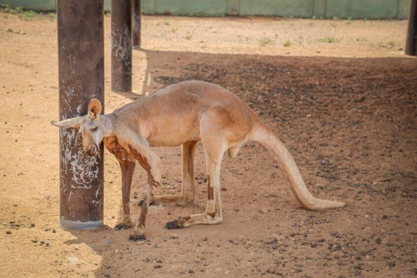 Philip's Animal Garden: Explore Aruba Wildlife 5