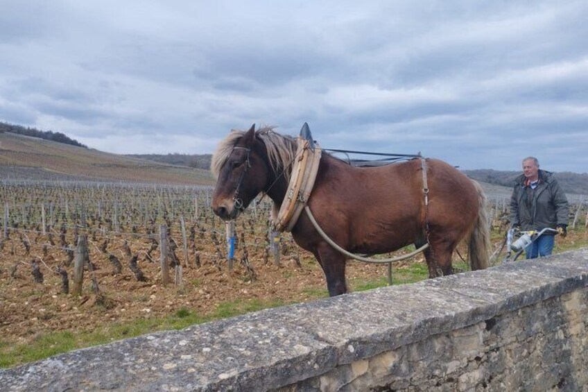 From Dijon Afternoon Côte de Nuits and Tasting 3