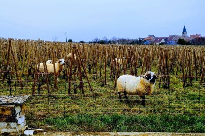 From Dijon Afternoon Côte de Nuits and Tasting 4