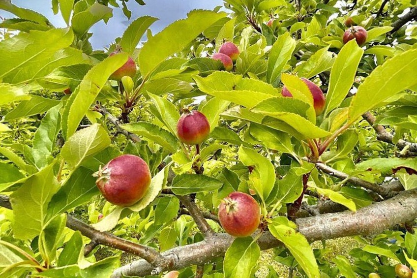 A tree with ripe red fruits and green leaves. 2