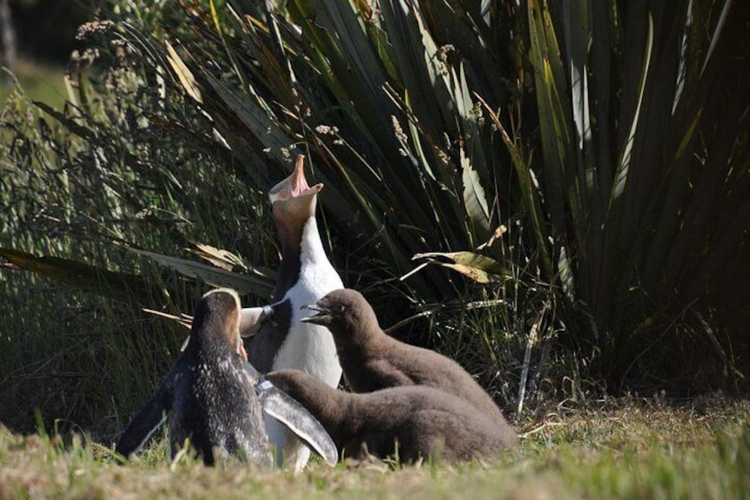 Yellow Eyed Penguin 1