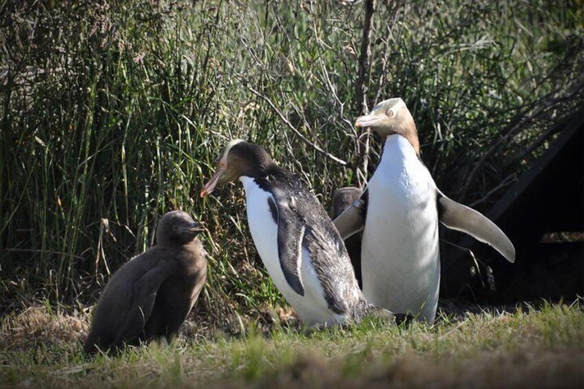Penguin Place 5