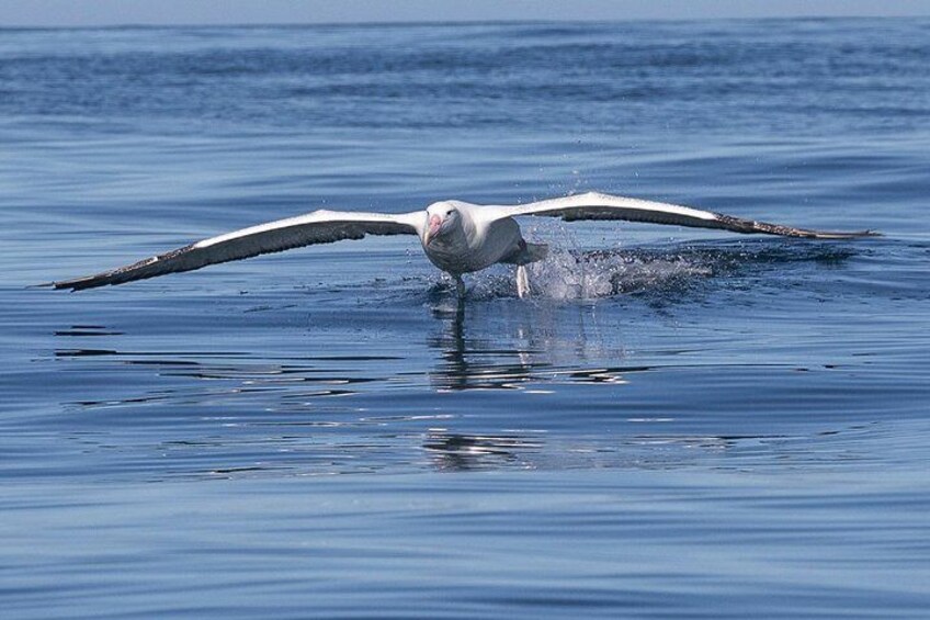 Iconic Wildlife Tour with Yellow Eyed Penguins & Royal Albatross 3