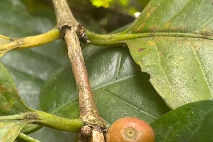 A close-up of a plant branch with a small fruit and a leaf. 3