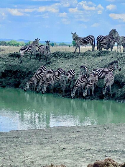 Zebras near a water body, some standing and some drinking. 2