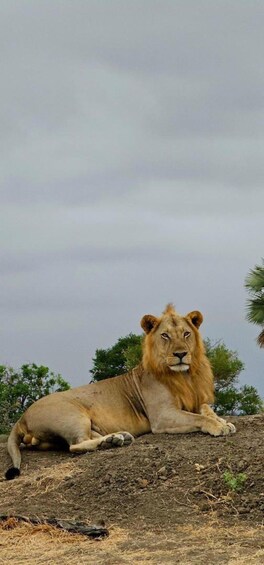 A lion lying on the ground with trees in the background. 1