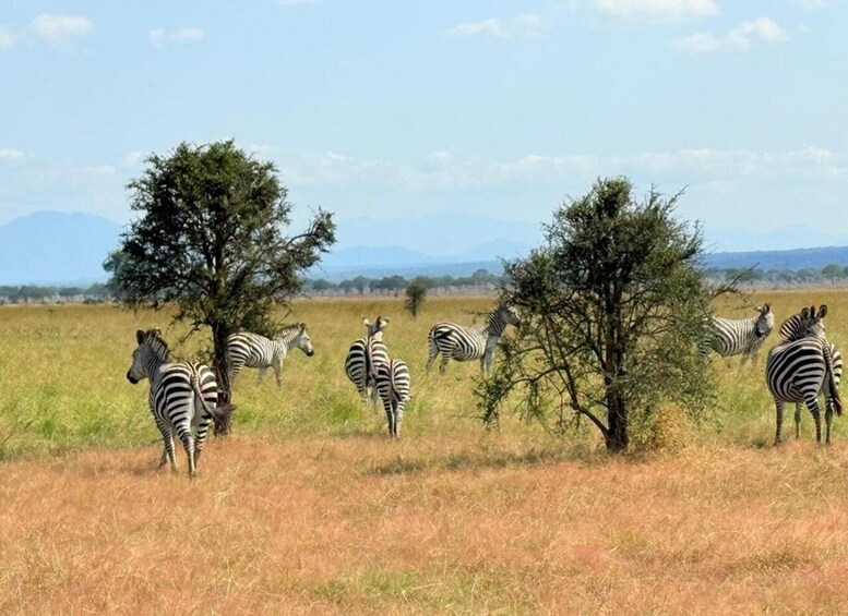 Zebras grazing in a grassy field with trees and mountains in the background. 4