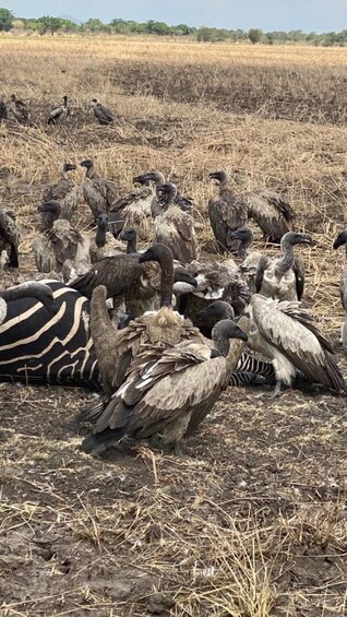 A group of vultures gathered in a dry grass field. 3