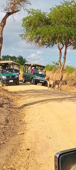 Picture 8 for Activity 2 Days 1 Night Nyerere National Park from Zanzibar by flight 2