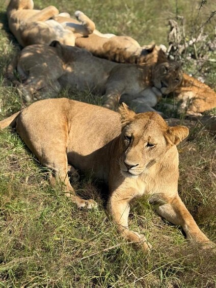 Picture 1 for Activity 2 Days 1 Night Nyerere National Park from Zanzibar by flight 1