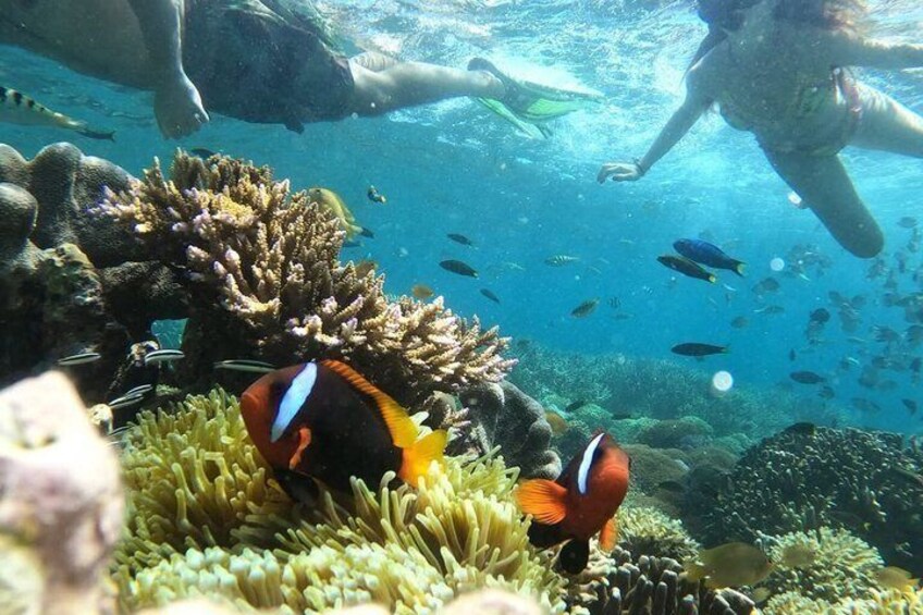 Lombok Black Tip Reef Sharks Pink Beach Private Tour With Lunch 4