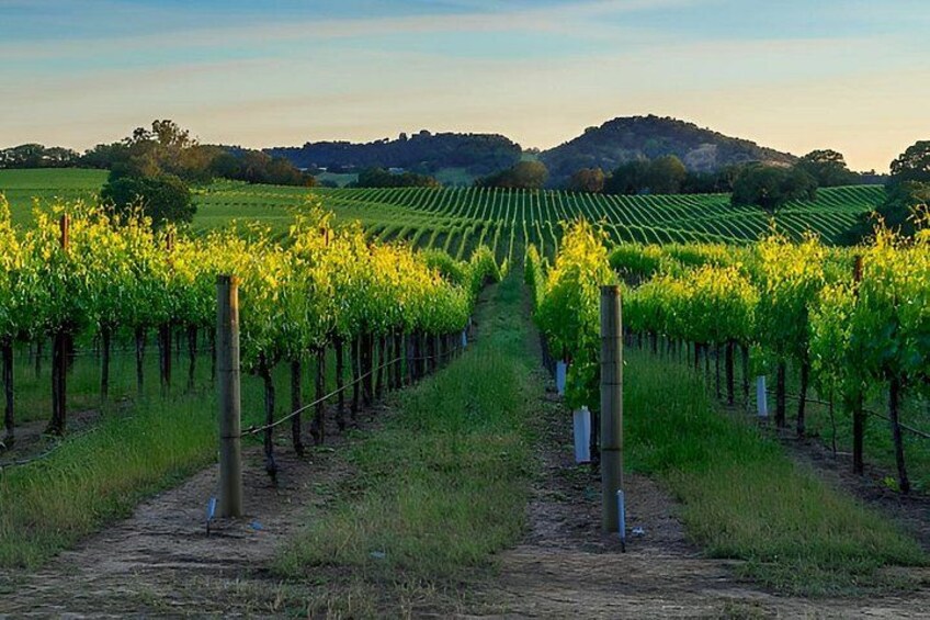 Rows of grapevines in a vineyard with a dirt path in the center and hills in the background. 5