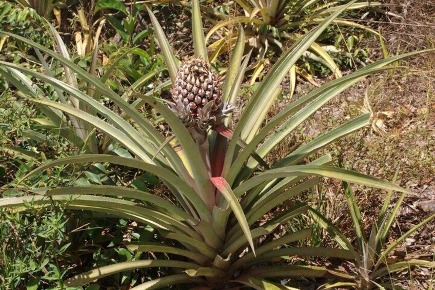 A plant with long green leaves and a central brownish structure. 5