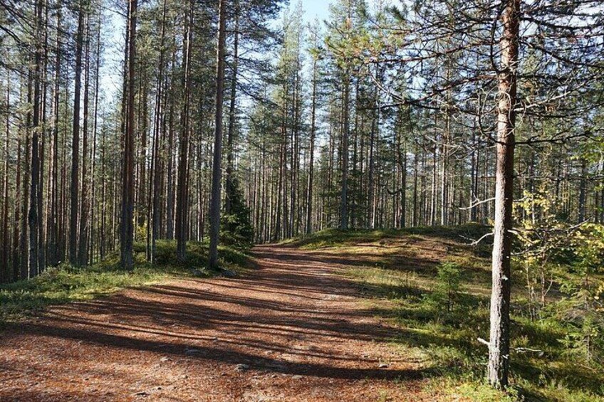 A forested area with a dirt path. 3