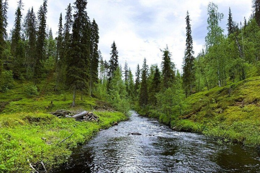 A river flowing through a forested area with dense trees and green vegetation. 2
