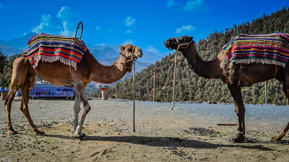 Two camels with colorful blankets in a desert landscape with mountains in the background. 5