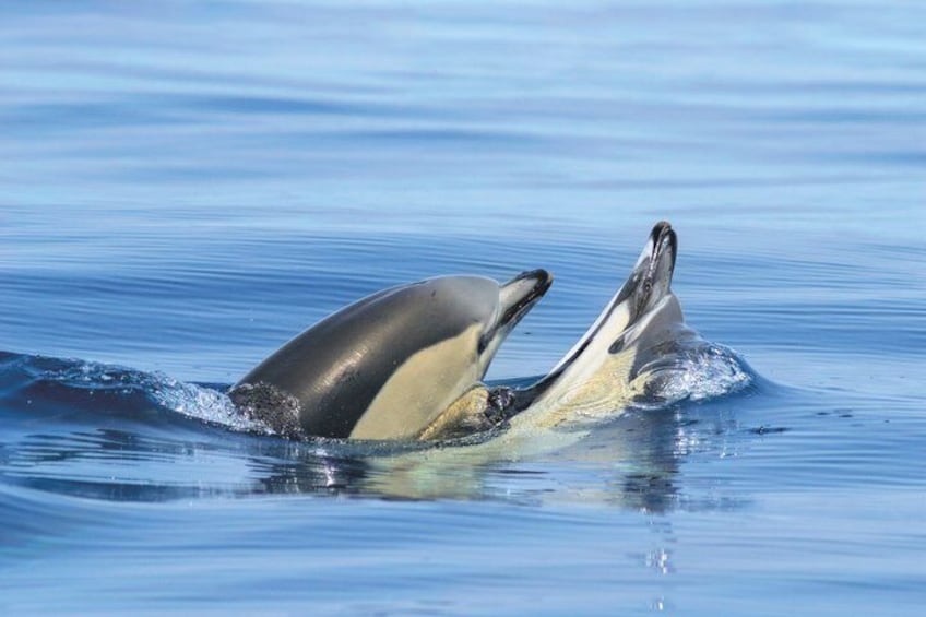 Two orcas breaching the water's surface. 5