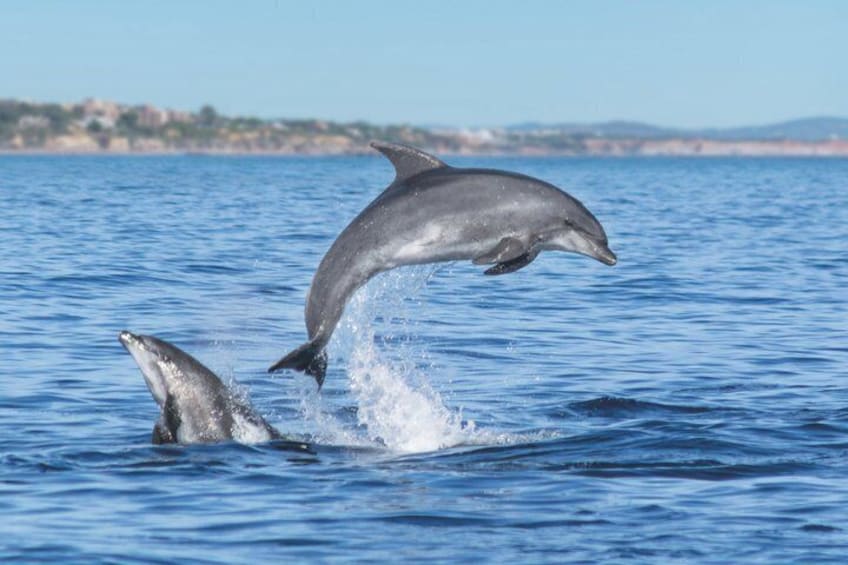 Two dolphins jumping out of the water. 1
